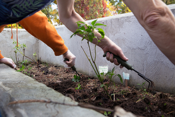 Closeup of people's hands working in the garden